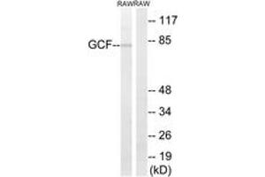 Western blot analysis of extracts from RAW264. (GCFC2 anticorps  (AA 141-190))