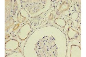Immunohistochemistry of paraffin-embedded human kidney tissue using ABIN7158626 at dilution of 1:100 (LY6E anticorps  (AA 21-101))