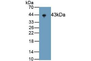 Detection of Recombinant ERK2, Human using Polyclonal Antibody to Extracellular Signal Regulated Kinase 2 (ERK2) (ERK2 anticorps  (AA 25-360))