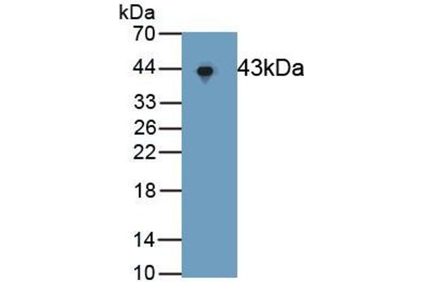 ERK2 anticorps  (AA 25-360)