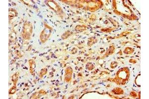 Immunohistochemistry of paraffin-embedded human kidney tissue using ABIN7152969 at dilution of 1:100 (Flotillin 2 anticorps  (AA 239-428))