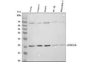 anti-Apolipoprotein B mRNA Editing Enzyme, Catalytic Polypeptide-Like 3A (APOBEC3A) (AA 1-63) antibody