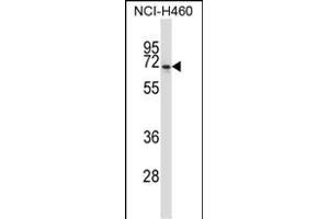 NPFFR2 Antibody (N-term) (ABIN657788 and ABIN2846762) western blot analysis in NCI- cell line lysates (35 μg/lane). (NPFFR2 anticorps  (N-Term))