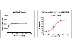 Recombinant SMARCA2 / BRM (1367-1511) activity using AlphaScreen.