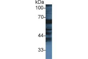 Detection of FGA in Bovine Small intestine lysate using Polyclonal Antibody to Fibrinogen Alpha Chain (FGA)