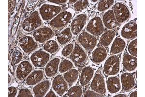 IHC-P Image Pyruvate Dehydrogenase E1 beta subunit antibody detects Pyruvate Dehydrogenase E1 beta subunit protein at cytoplasm in mouse intestine by immunohistochemical analysis. (PDHE1-B anticorps)