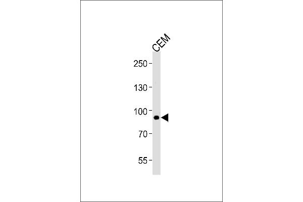 MATN2 anticorps  (AA 732-760)