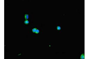 Immunofluorescent analysis of HepG2 cells using ABIN7150849 at dilution of 1:100 and Alexa Fluor 488-congugated AffiniPure Goat Anti-Rabbit IgG(H+L)