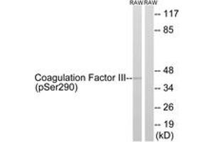 Western blot analysis of extracts from RAW264. (Tissue factor anticorps  (pSer290))