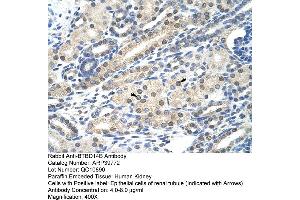 Human kidney (NAC1 anticorps  (C-Term))