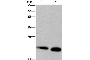 Western Blot analysis of Mouse heart and kidney tissue using NDUFS4 Polyclonal Antibody at dilution of 1:200 (NDUFS4 anticorps)