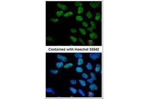 ICC/IF Image Immunofluorescence analysis of paraformaldehyde-fixed Human ESC, using Oct4, antibody at 1:400 dilution. (OCT4 anticorps)