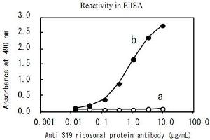 Reactivity in ELISA. (RPS19 anticorps)