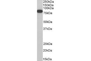 ABIN184680 (0. (ELMO1 anticorps  (C-Term))
