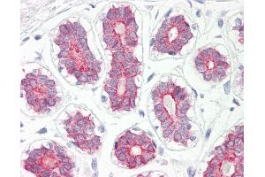 Anti-CYP2B6 antibody IHC of human breast. (CYP2B6 anticorps  (AA 215-264))
