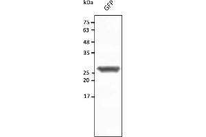 Western Blotting (WB) image for anti-Green Fluorescent Protein (GFP) antibody (ABIN7273023) (GFP anticorps)
