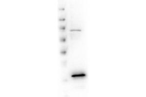 Western Blot of Rabbit anti-VDAC/Porin antibody.