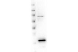 Western Blot of Rabbit anti-VDAC/Porin antibody. (VDAC1 anticorps  (Internal Region))