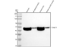 Western blot analysis of HOMER1 using anti-HOMER1 antibody (ABIN7605153).