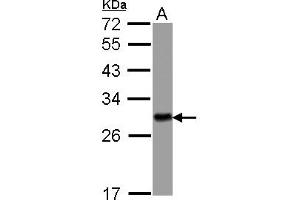 Image no. 1 for anti-14-3-3 eta (YWHAH) (AA 1-246) antibody (ABIN1501790)
