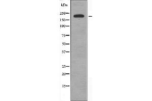 Western blot analysis of extracts from HeLa cells, using Collagen V α1 antibody. (COL5A1 anticorps  (Internal Region))