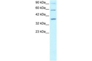 Western Blotting (WB) image for anti-PRKC, Apoptosis, WT1, Regulator (PAWR) antibody (ABIN2460368) (PAWR anticorps)
