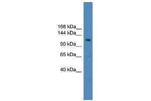 USP38 antibody used at 0. (USP38 anticorps  (Middle Region))