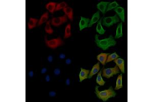 ABIN6258935 and ABIN6275451 staining Hela cells by IF/ICC. (G3BP2 anticorps  (C-Term))