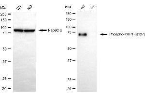 Western blotting analysis using phospho-YAP1 (S127) antibody (ABIN7800882). (Recombinant YAP1 anticorps  (pSer127))