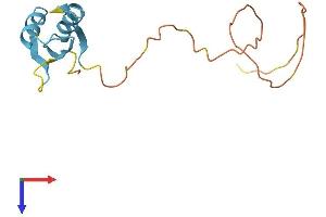 AlphaFold protein structure predicition of Mouse Recombinant Rbm3 Protein, UniprotID O89086