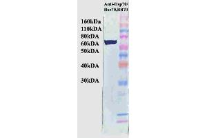 Western Blot analysis of Human HeLa cell lysates showing detection of Hsp70 protein using Mouse Anti-Hsp70 Monoclonal Antibody, Clone BB70 . (HSP70/HSC70 anticorps  (Atto 390))