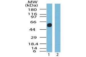 Image no. 1 for anti-Somatostatin Receptor 5 (SSTR5) (AA 300-350) antibody (ABIN207671)