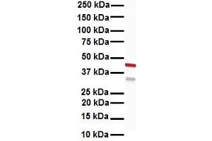 WB Suggested Anti-KRT15 antibody Titration: 1 ug/mL Sample Type: Human HepG2