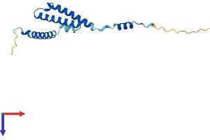 AlphaFold protein structure predicition of Mouse Recombinant C1d Protein, UniprotID O35473