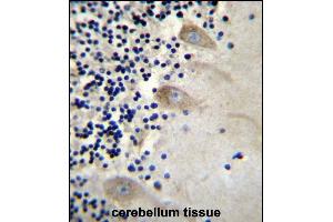 EIF3CL Antibody (N-term) (ABIN656540 and ABIN2845804) immunohistochemistry analysis in formalin fixed and paraffin embedded human cerebellum tissue followed by peroxidase conjugation of the secondary antibody and DAB staining. (EIF3CL anticorps  (N-Term))