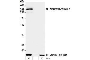Western Blotting (WB) image for anti-Neurofibromin 1 (NF1) (C-Term) antibody (ABIN7795775)