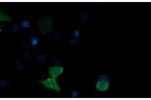 Image no. 3 for anti-Mitogen-Activated Protein Kinase 13 (MAPK13) antibody (ABIN1499955)
