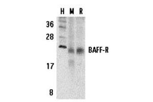 Western Blotting (WB) image for anti-Tumor Necrosis Factor Receptor Superfamily, Member 13C (TNFRSF13C) (C-Term) antibody (ABIN1030280) (TNFRSF13C anticorps  (C-Term))