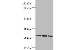 Western blot All lanes: Azurocidin antibody at 1 μg/mL Lane 1: 293T whole cell lysate Lane 2: Mouse spleen tissue Lane 3: Mouse thymus tissue Secondary Goat polyclonal to rabbit IgG at 1/10000 dilution Predicted band size: 27 kDa Observed band size: 27 kDa (Azurocidin anticorps  (AA 27-251))