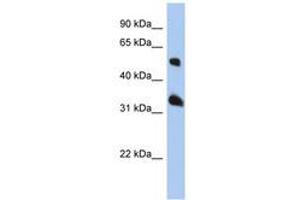 Image no. 1 for anti-Tetraspanin 33 (TSPAN33) (AA 107-156) antibody (ABIN6741379) (TSPAN33 anticorps  (AA 107-156))