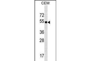 ELL3 Antibody (C-term) (ABIN1537150 and ABIN2849766) western blot analysis in CEM cell line lysates (35 μg/lane). (ELL3 anticorps  (C-Term))