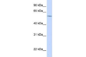 WB Suggested Anti-A1BG Antibody   Titration: 1. (A1BG anticorps  (N-Term))