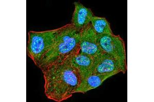 Immunofluorescence analysis of MCF-7 cells using CBX2 mouse mAb (green).