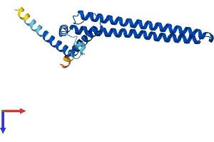 AlphaFold protein structure predicition of Mouse Recombinant Dgcr6 Protein, UniprotID O35347