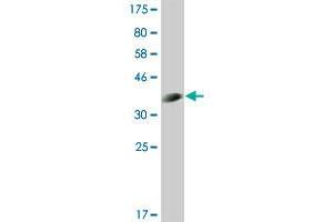 Western Blot detection against Immunogen (36. (CLK3 anticorps  (AA 36-136))