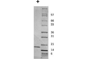 SDS-PAGE of Mouse Interleukin-2 Recombinant Protein SDS-PAGE of Mouse Interleukin-2 Recombinant Protein. (IL-2 Protéine)