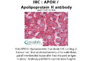 Image no. 1 for anti-Apolipoprotein H (Beta-2-Glycoprotein I) (APOH) antibody (ABIN1731884) (APOH anticorps)