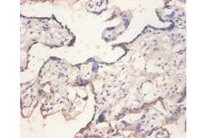 Immunohistochemistry of paraffin-embedded human placenta tissue using ABIN7152197 at dilution of 1:100