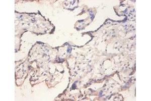 Immunohistochemistry of paraffin-embedded human placenta tissue using ABIN7152197 at dilution of 1:100 (eIF4EBP2 anticorps  (AA 1-120))