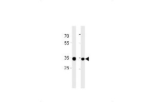 RPLP0P6 Antibody (N-term) (ABIN1881762 and ABIN2843386) western blot analysis in ,PC-3 cell line lysates (35 μg/lane). (RPLP0P6 anticorps  (N-Term))